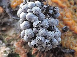 Attēlu rezultāti vaicājumam “Badhamia utricularis macro”