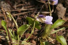 Attēlu rezultāti vaicājumam “Viola collina”