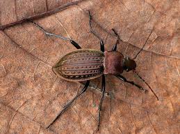 Attēlu rezultāti vaicājumam “Carabus cancellatus”