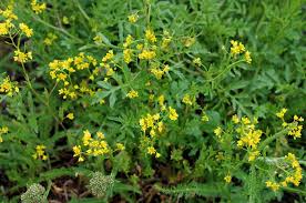 Attēlu rezultāti vaicājumam “Rorippa sylvestris”