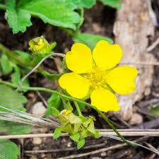 Attēlu rezultāti vaicājumam “Potentilla argentea bud”