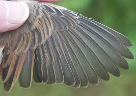 Attēlu rezultāti vaicājumam “Sylvia borin adult”