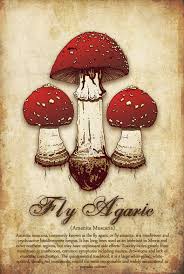 Attēlu rezultāti vaicājumam “Amanita muscaria”