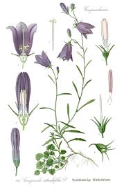 Attēlu rezultāti vaicājumam “Campanula rotundifolia”