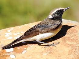 Image result for Oenanthe pleschanka