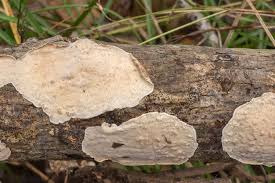 Attēlu rezultāti vaicājumam “Peniophora laurentii”