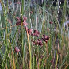 Attēlu rezultāti vaicājumam “Bolboschoenus maritimus”