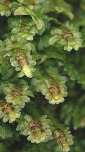 Attēlu rezultāti vaicājumam “Diplophyllum albicans”