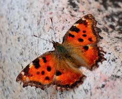 Attēlu rezultāti vaicājumam “Nymphalis polychloros”