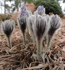 Attēlu rezultāti vaicājumam “Pulsatilla patens fruit”