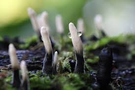 Attēlu rezultāti vaicājumam “Xylaria hypoxylon”