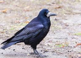 Attēlu rezultāti vaicājumam “Corvus frugilegus”