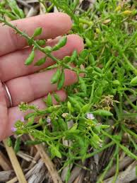Attēlu rezultāti vaicājumam “Cakile maritima subsp. baltica leaf”