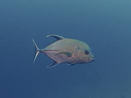 Image result for Caranx lugubris