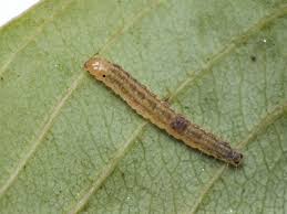 Attēlu rezultāti vaicājumam “Ancylis apicella”