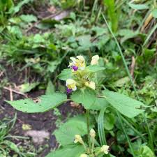 Attēlu rezultāti vaicājumam “Galeopsis speciosa”