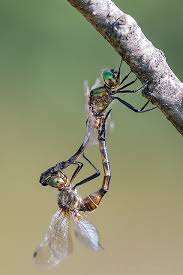Attēlu rezultāti vaicājumam “Somatochlora flavomaculata”