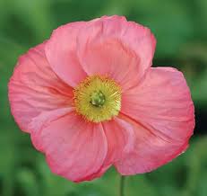 Image result for Papaver nudicaule
