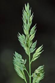 Attēlu rezultāti vaicājumam “Dactylis glomerata subsp. glomerata”