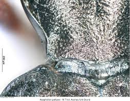 Attēlu rezultāti vaicājumam “Asaphidion pallipes”