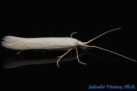 Attēlu rezultāti vaicājumam “Coleophoridae”