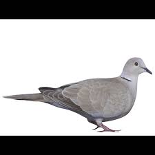 Attēlu rezultāti vaicājumam “Streptopelia decaocto adult”