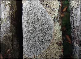 Attēlu rezultāti vaicājumam “Pertusaria leioplaca”