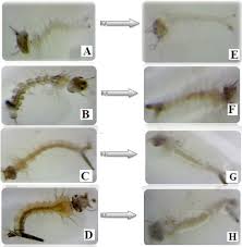 Attēlu rezultāti vaicājumam “Culex pipiens larva”