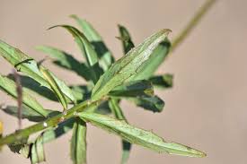 Attēlu rezultāti vaicājumam “Hieracium umbellatum bud”