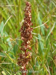 Attēlu rezultāti vaicājumam “Rumex aquaticus fruit”