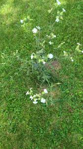 Attēlu rezultāti vaicājumam “Silene borysthenica bud”
