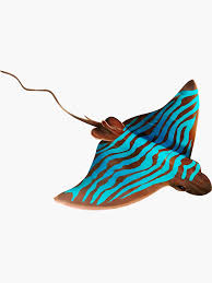 Image result for Aetomylaeus bovinus