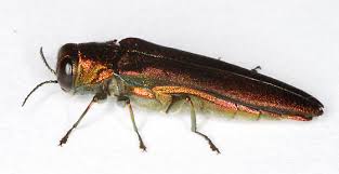 Attēlu rezultāti vaicājumam “Buprestidae”