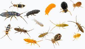 Attēlu rezultāti vaicājumam “Collembola”