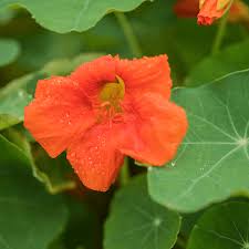 Attēlu rezultāti vaicājumam “Tropaeolum majus flower”