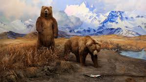 Image result for brown bear