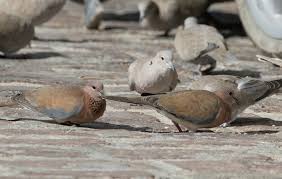 Attēlu rezultāti vaicājumam “Streptopelia decaocto”