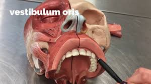 Image result for b%FD%E7ak anatomisi