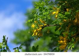 Attēlu rezultāti vaicājumam “Caragana arborescens flower”