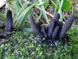 Attēlu rezultāti vaicājumam “Xylaria longipes”