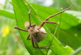 Attēlu rezultāti vaicājumam “Pisaura mirabilis female”