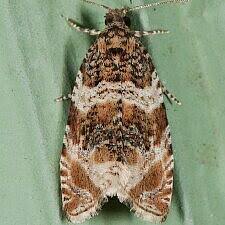 Attēlu rezultāti vaicājumam “Orthotaenia undulana”