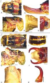 Attēlu rezultāti vaicājumam “Tettigoniodea”