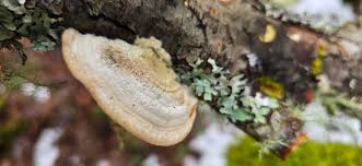 Attēlu rezultāti vaicājumam “Trametes hirsuta”