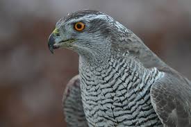 Attēlu rezultāti vaicājumam “Accipiter gentilis”