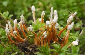 Attēlu rezultāti vaicājumam “Cordyceps farinosa”
