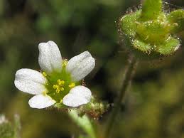 Attēlu rezultāti vaicājumam “Saxifraga tridactylites”