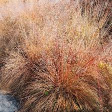 Attēlu rezultāti vaicājumam “Paraleucobryum longifolium sporophyte”