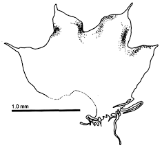 Attēlu rezultāti vaicājumam “Barbilophozia lycopodioides”