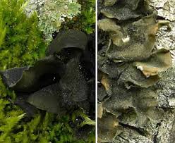 Attēlu rezultāti vaicājumam “Leptogium saturninum”